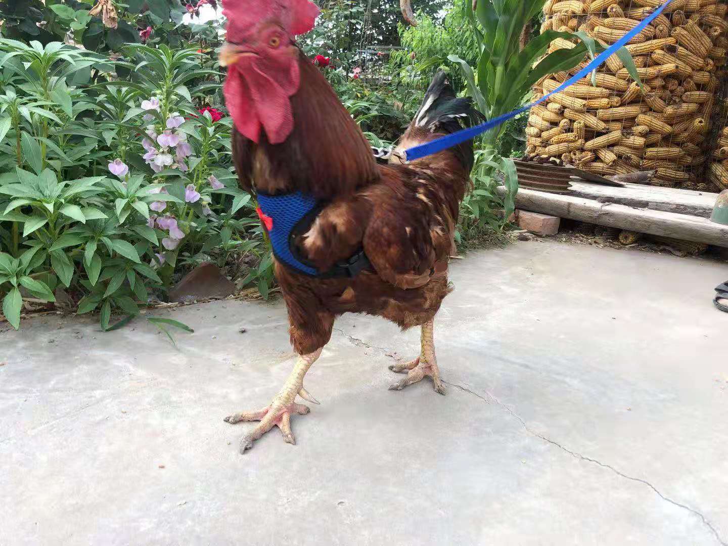 O1CN01TNh5e51h9De595NuD_!!3916