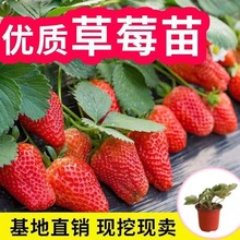 盆栽四季草莓穴盘带土带盆红颜牛奶草莓秧阳台南北方种植批发包邮