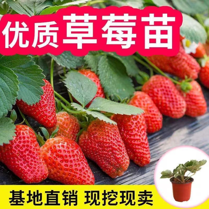 盆栽四季草莓穴盘带土带盆红颜牛奶草莓秧阳台南北方种植批发包邮