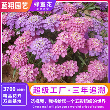 热卖推荐蜂室花屈曲花种子花期超长花色丰富景观花海绿化回购超高