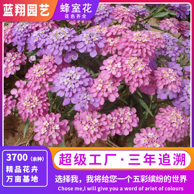 热卖推荐蜂室花屈曲花种子花期超长花色丰富景观花海绿化回购超高