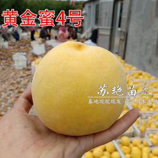 �޽ӹ����� ��Ʒ�N�S�Ҙ��� �S����4̖���� ���������Ϸ�������ֲ