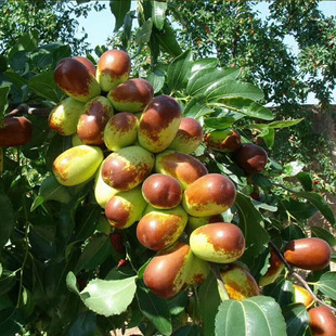 Jujube Seedlings, Live Jujube Tree Seedlings, Fruit Tree Seedlings, North and South Potted Ground Planting, Courtyard Jujube Trees, Fruit Tree Fruit Seedlings, Fruit Seedlings That Bear Fruit in the Same Year