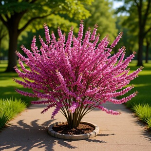 �|��ͥԺ�G���ͺ������t�~�ذ����~÷ �t÷��֦С�Ҽt�G������