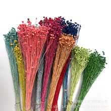 【永生花相思豆】云南 工艺礼品配材 干花富贵豆（富贵豆）胡麻豆