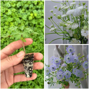 Emerald Flower Seedlings, Blue Lace Flowers, Heat-Resistant Balcony Potted Plants, Courtyard Garden Ground Plants, Easy to Grow and Can Be Used as Cut Flowers