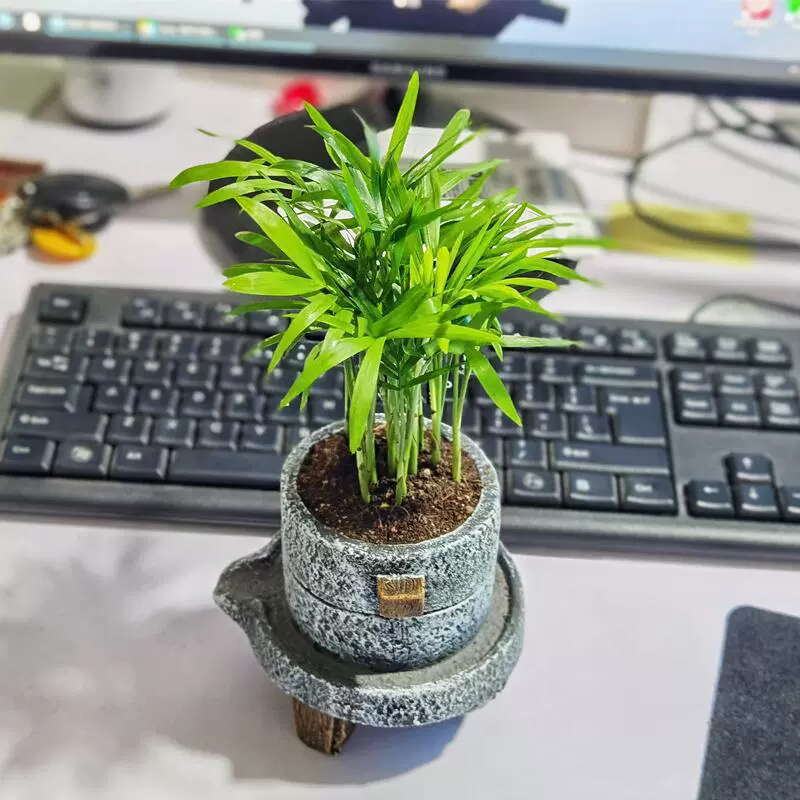 Пальма арека, карманный кокосовый горшечный цветок, вечнозеленый круглый год, легко кормить комнатные зеленые растения, офисный настольный журнальный столик, небольшой бонсай