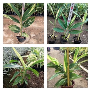 ���~���� ���~�Gɽ�� ��ɽ�Gֲ�����������l Ұ����