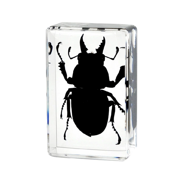 4.5CM small black new stag beetle