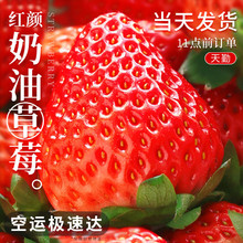 �����_���|��ݮ99���|���ݮˮ����ݮ�ι�30g+����4.5��Դ�^ֱ�l