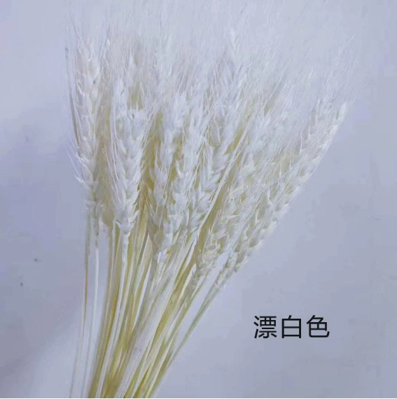 Flor seca Flor eterna Gypsophila Bola de oro No me olvides Flor seca Rosa hoja de eucalipto Pine Fruit Lover Grass al por mayor