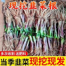 新韭菜根苗紫根宽叶红根四季细叶韭菜根批发盆栽室内阳台蔬菜秧苗