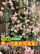 植物花卉盆栽藤本月季蔷薇花苗特大花树玫瑰四季阳台庭院开花爬藤