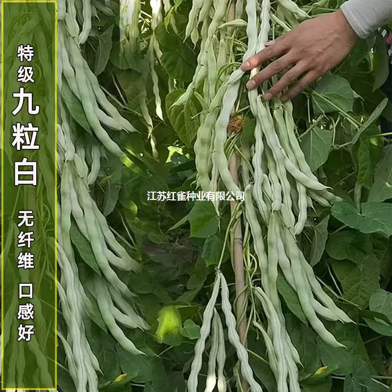 Специальный Сорт Девять Белая Фасоль Белая Не Старая Фасоль Семена Ранней Зрелости Высокая Урожайность Весна и Осень Четыре Сезона Фасоль Поле