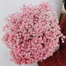 云南永生满天星批发 工厂直销永生花diy真花花材花束装饰货源充足