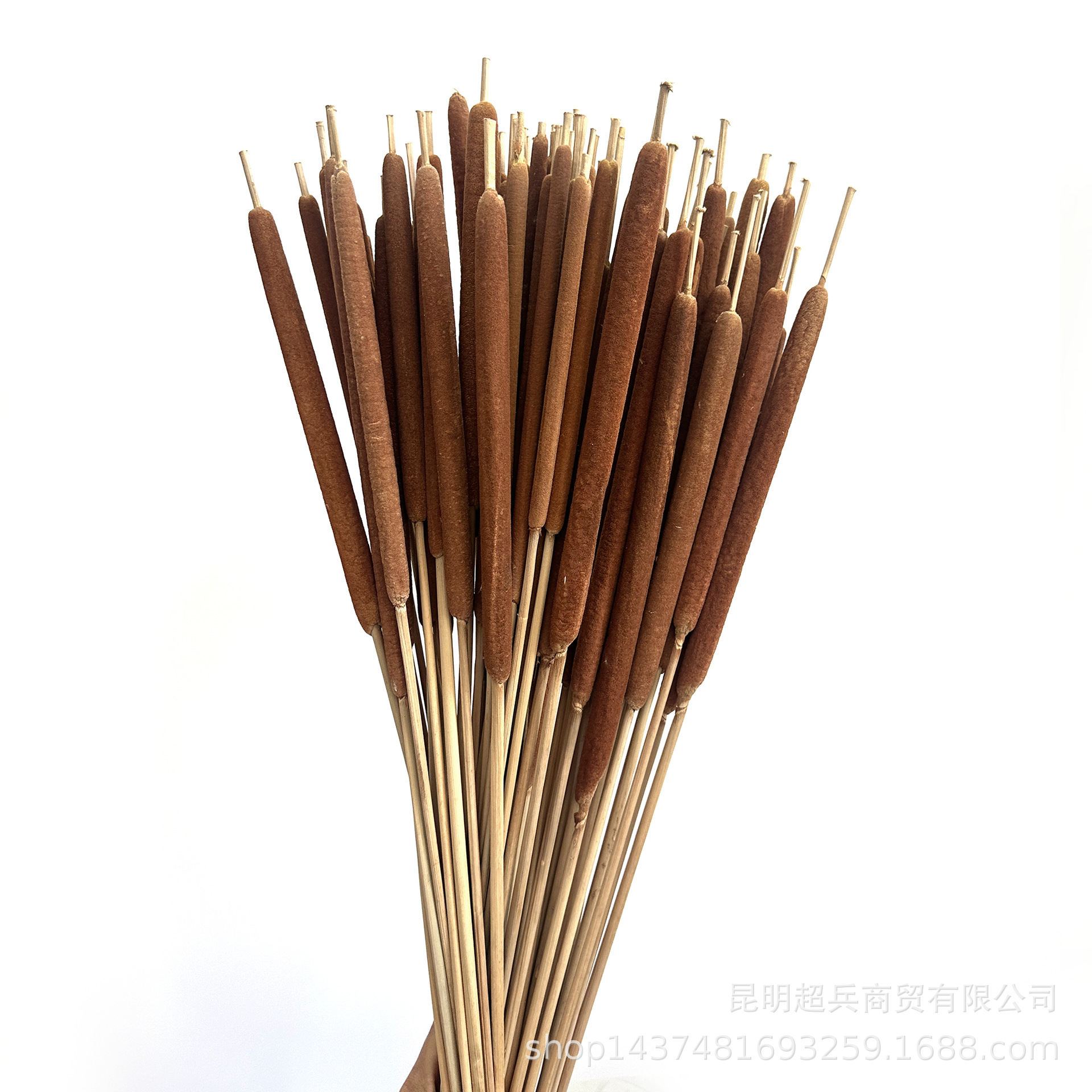 【蒲棒】珍珠蒲棒香蒲棒水蜡烛跨镜电商干花货源毛蜡烛干花花束