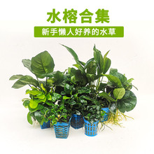 ˮ���~���쾰���wֲ����X�s�������~�S���Ž���ľ�b����֑���ˮ