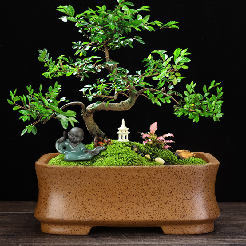 宜興柴焼紫砂植木鉢個性的な四角形の客間のデスクトップの古典的な盆栽のガジュマルの木の松の木の竹の鉢植えの卸売り|undefined