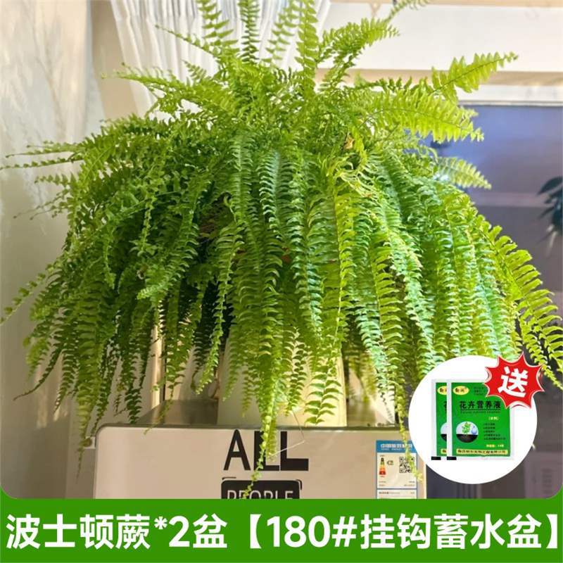 [초특가] 보스턴펀 대형냄비 180 # 대야 2개(투명한 물통이 달린 고리)