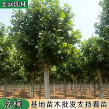 常年出售现挖现卖苗庭荫树和行道树法桐树苗速生法桐树苗