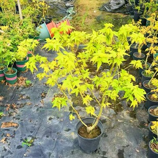 �S�����������ͥԺ�G����ľ���������ձ���֮��С�����Լt������