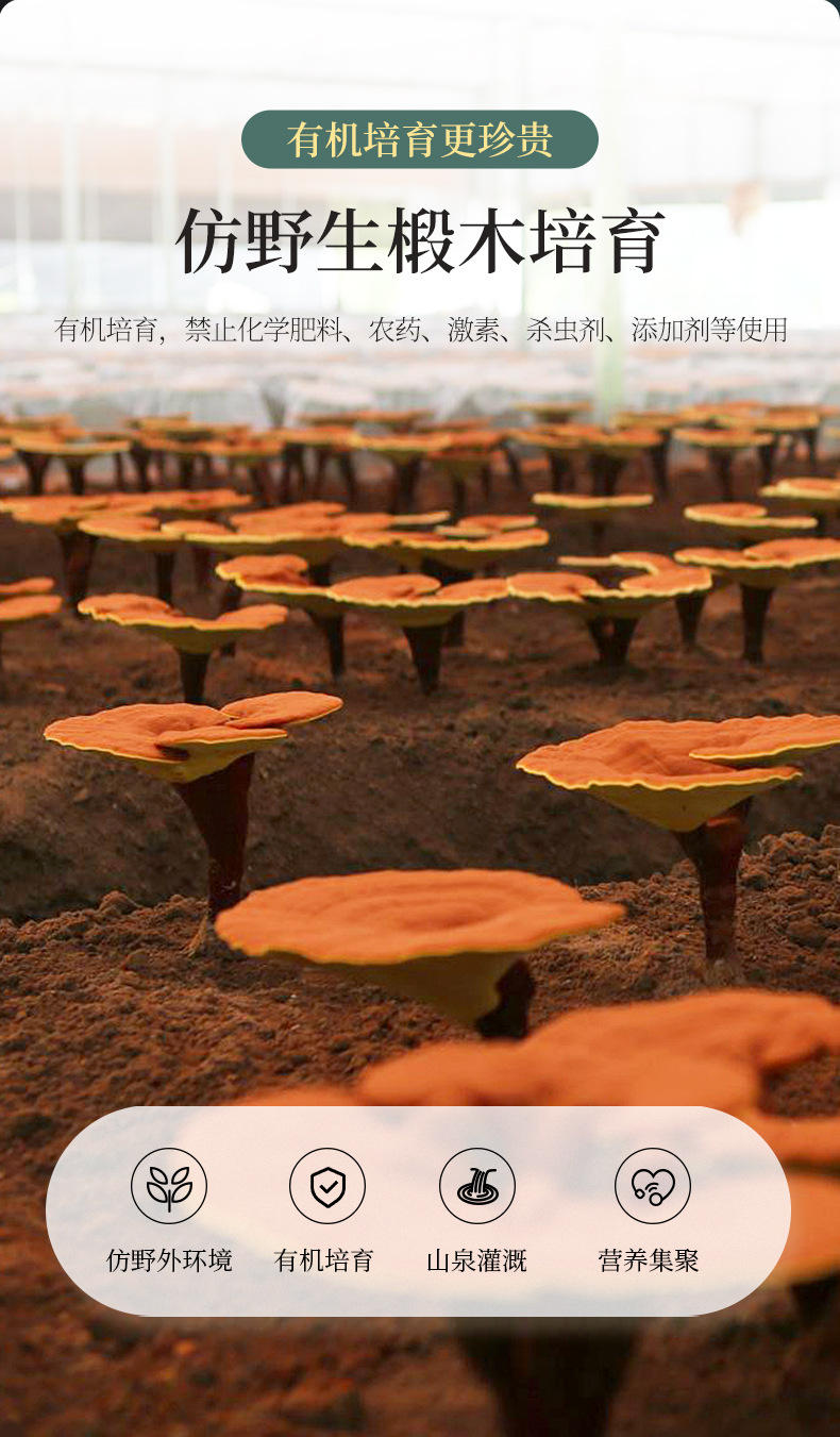 Organic Broken Wall Reishi Spore Powder 60g Box Lingzhi Mushroom Powder for Daily Wellness specifications