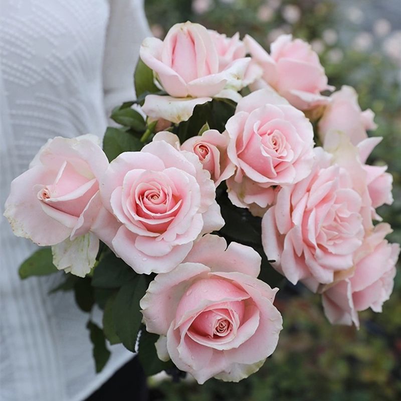 粉色欧月阳台玫瑰花四季开花月季花苗带盆带土盆栽带花苞发货庭院