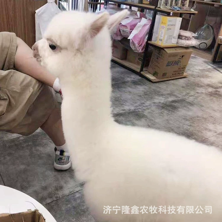 Где купить Альпака по рыночной цене Альпака Шаньдун Альпака фермы живописное место, чтобы смотреть Альпака жить