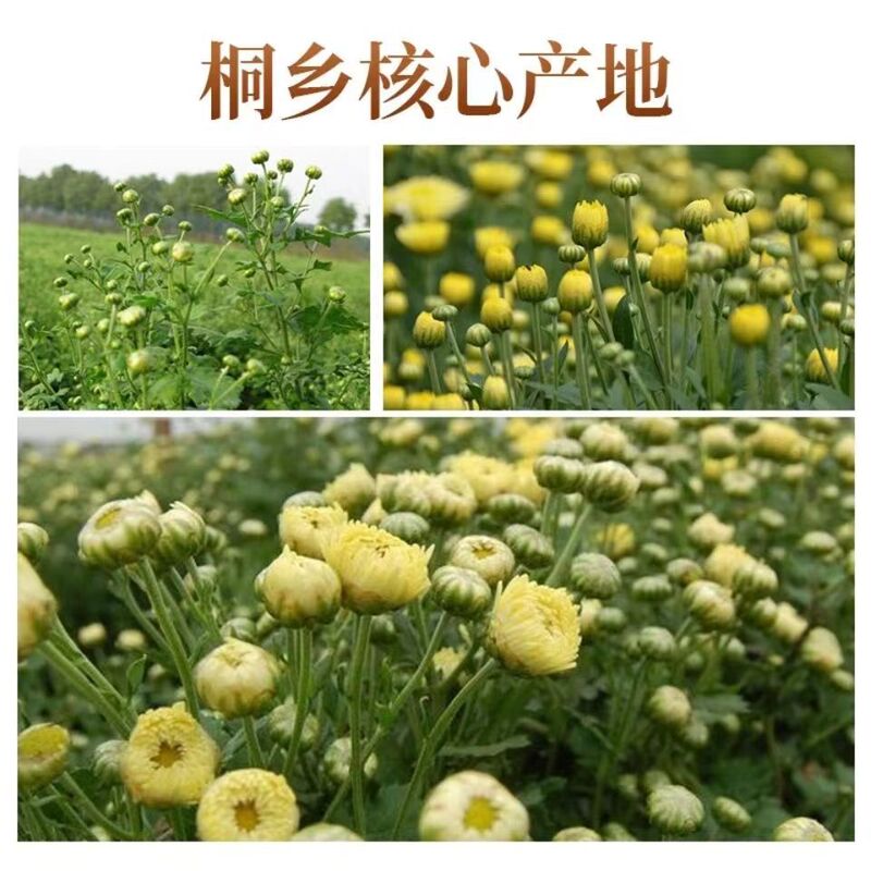 菊花茶胎菊王杭白菊菊花茶叶茶叶蒲公英金银花玫瑰花茶枸杞组合|undefined