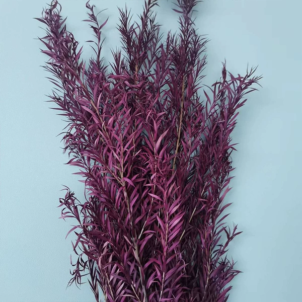 Sucking purple red
