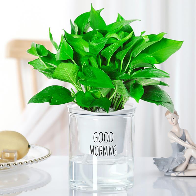 100#포토스(굿모닝 냄비) + 영양액