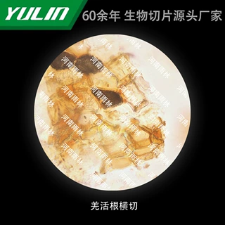 羌活根高校医学院校用组织病理石蜡玻片标本显微镜