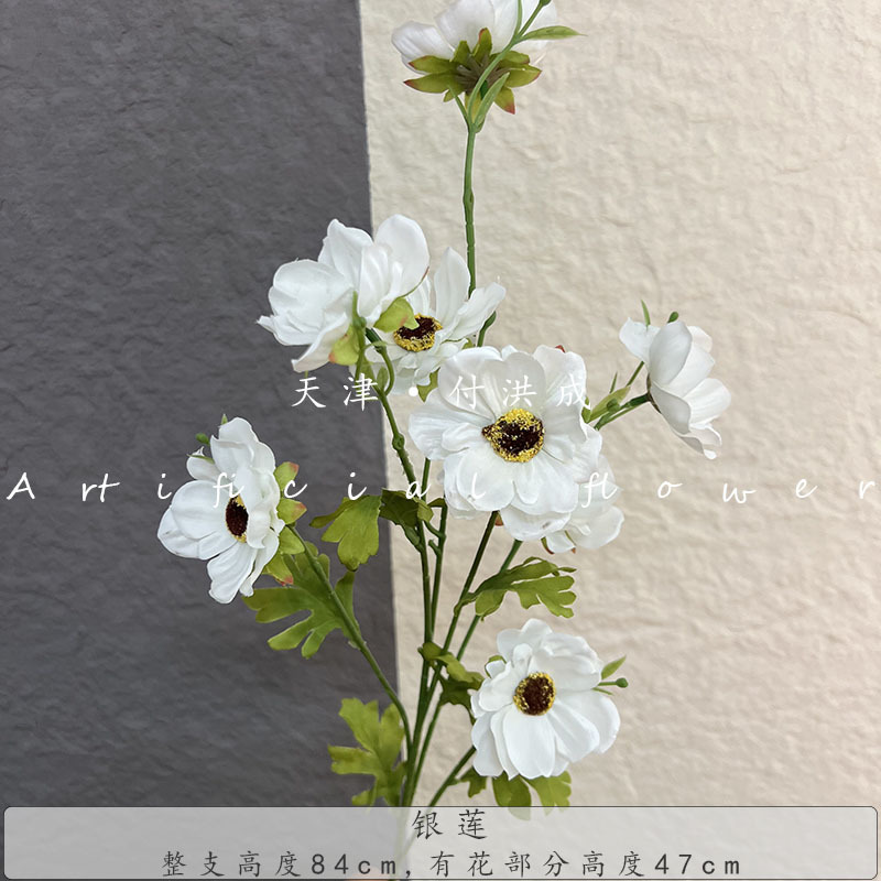 아네모네 8개