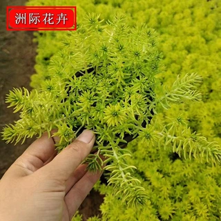 佛甲草 黄金条 金叶佛甲草方盘枝条 宿根多年生草坪佛甲草 供应盆