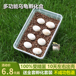 Turtle Eggs Can Be Hatched Set, Tortoise Eggs Can Be Hatched, Kidsren's Pets, Fertilized Turtle Eggs, Exploring Life, Qimei Trading Company