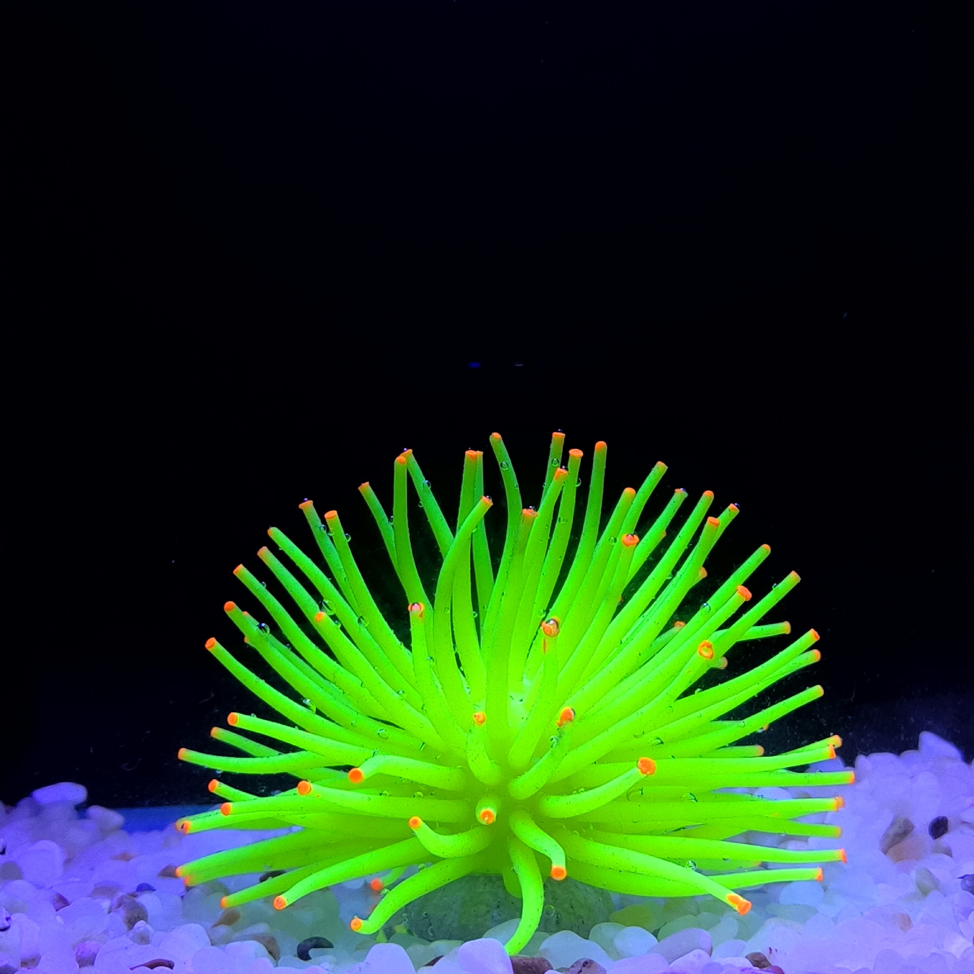 Promoción 172m amarillo