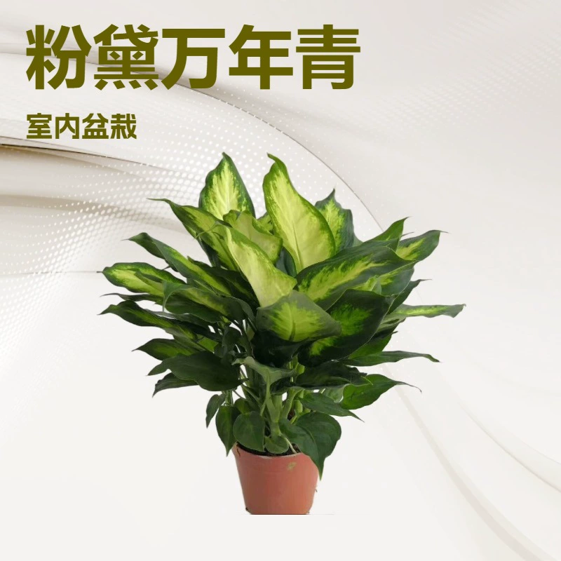 Комнатное растение, зеленый филодендрон, 120 см, декоративное растение, маленькое растение в горшке, оптовая продажа зеленых растений в горшках