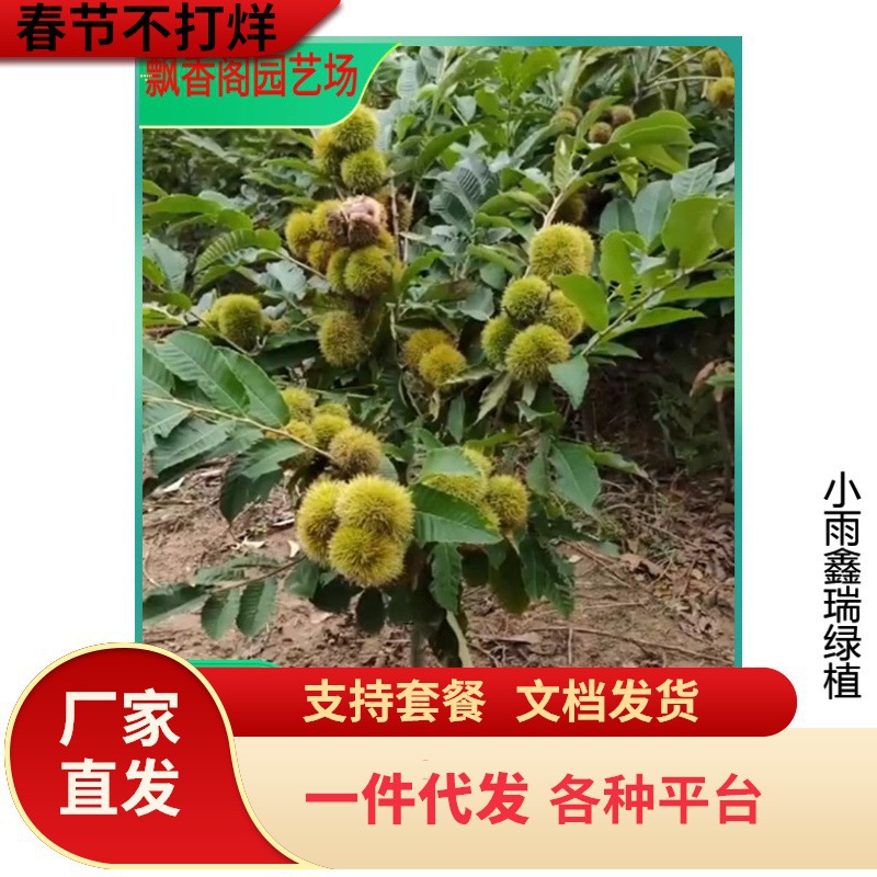 板栗苗树南北方可种植迁西广西湖南大红袍早熟嫁接板栗矮化果树苗