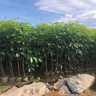 Green and Beautiful Rural Red-Flowered Windbell Tree Seedlings 1- 2m Fake Planting Seedlings Also Known as Red-Flowered Windbell Tree