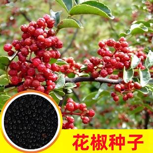 NӴtۻNɽt齷̻h齷Ĵؑc