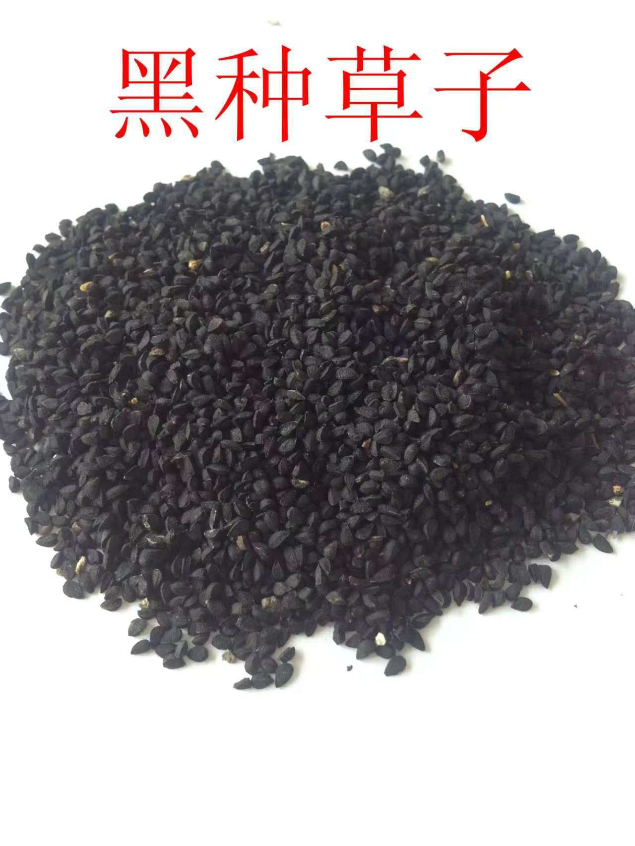 Black Cumin Seed (Nigella sativa) — Xinjiang Black Seed, 500g Food Herb quality and texture