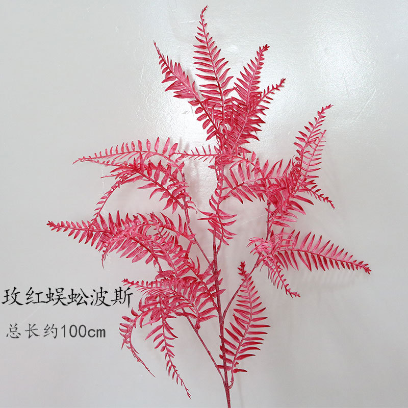 Rosa ciempiés Persia