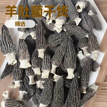 产地直销人工种植羊肚菌干货菌菇煲汤营养富集口感绝食补养生