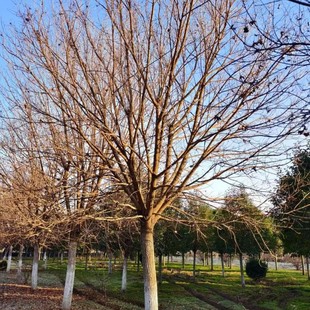 ����������Ǘ�/Ԫ���� ���Ԫ��������ֱ�N������Ǘ�������ľ