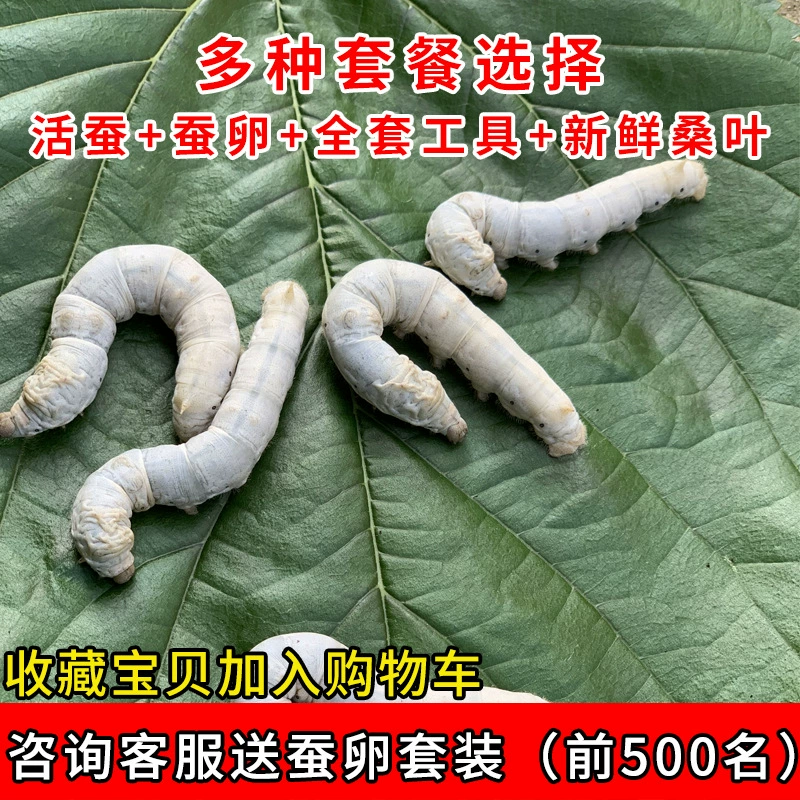 Шелкопряд Младенцы Яйца шелкопряда Семена шелкопряда Студенческий костюм для шелкопряда Живой Яйца шелкопряда Весенний Шелкопряд Доставка Инкубационная коробка Гусиное перо Сумка из листьев тутового шелкопряда Инкубационный