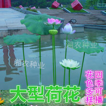 大型四季高产荷花莲花种子水果味磨盘莲高产莲子花多池塘泥田产藕