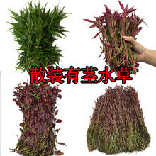 散装中后景水草 有茎类打头草血心兰 紫红丁香 蜈蚣 绿菊活体批发