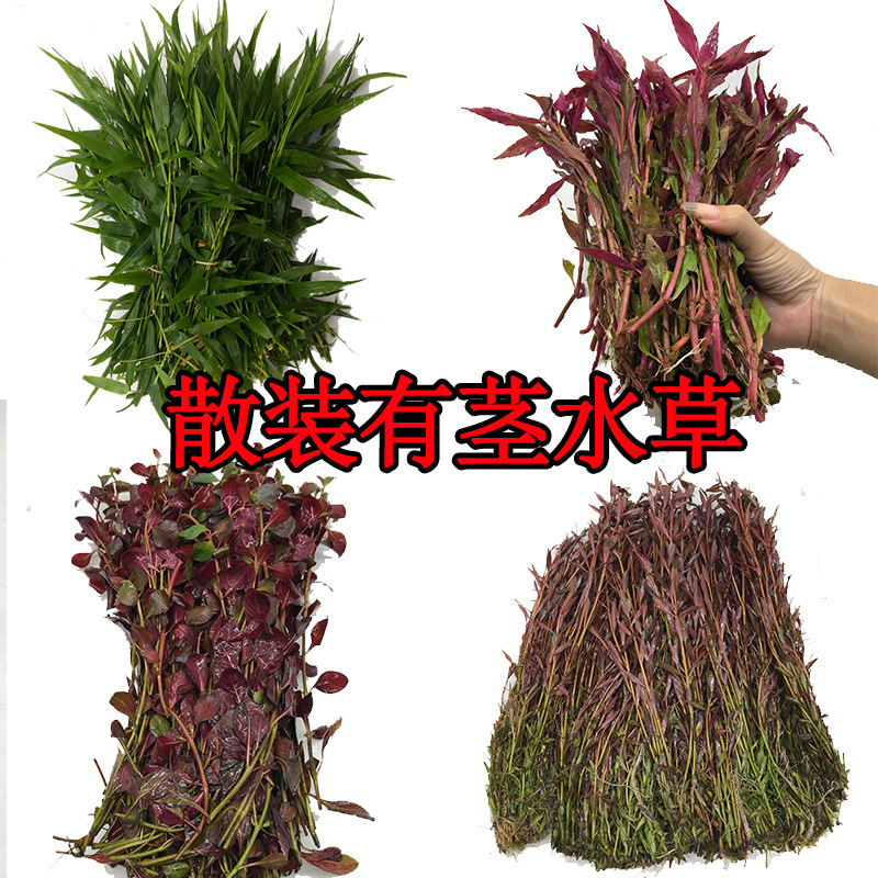散装中后景水草 有茎类打头草血心兰 紫红丁香 蜈蚣 绿菊活体批发