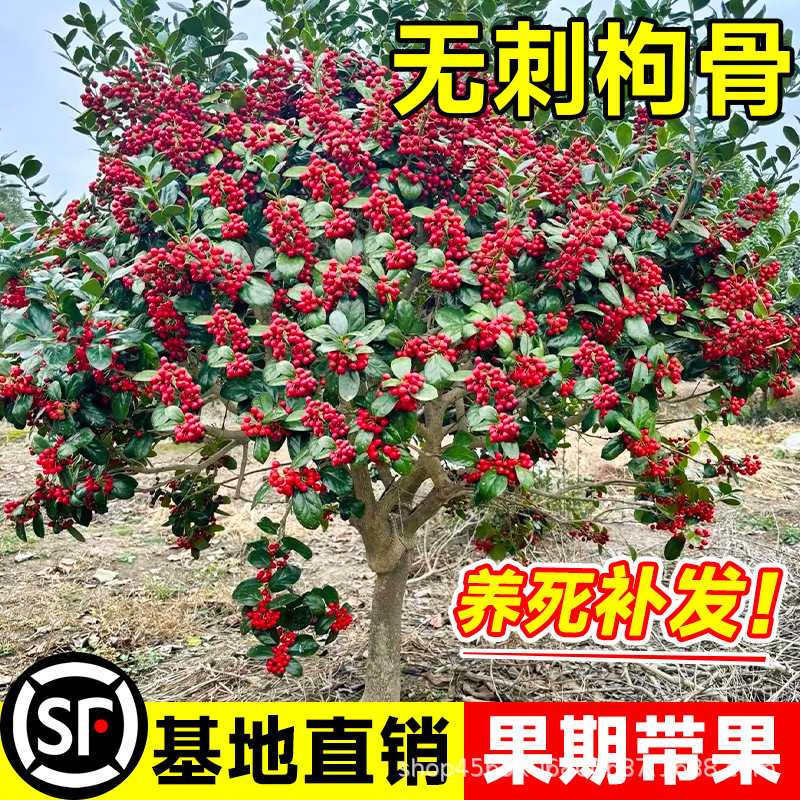 无刺枸骨树苗造型老桩有刺金玉满堂四季常青植物庭院园林工程绿化