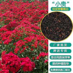 �＾����ͥԺ���N�ӳ���ʯ���㻨�N�ļ��N�׻���＾���ݷN��